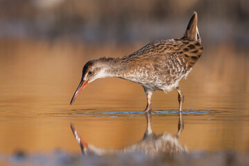 Fototapeta premium Waterral, Water Rail, Rallus aquaticus