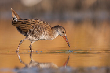 Waterral, Water Rail, Rallus aquaticus