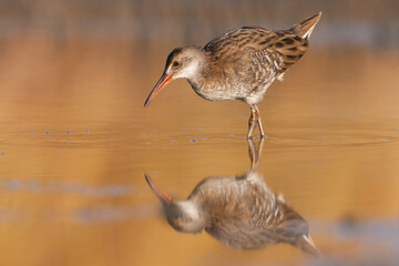 Waterral, Water Rail, Rallus aquaticus
