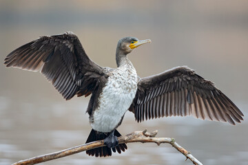 A great cormorant (Phalacrocorax carbo) drying its wings after a swim at a lake.