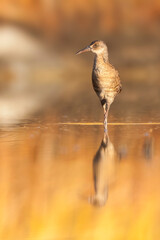 Waterral, Water Rail, Rallus aquaticus