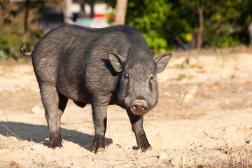 Portrait of a wild pig on Phuket, Thailand