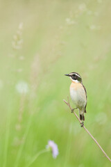 Whinchat, Paapje, Saxicola rubetra
