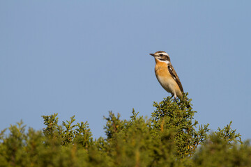Paapje, Whinchat, Saxicola rubetra