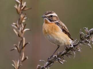Paapje, Whinchat, Saxicola rubetra