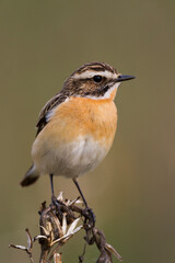 Paapje, Whinchat, Saxicola rubetra