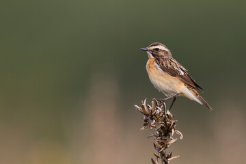 Paapje, Whinchat, Saxicola rubetra