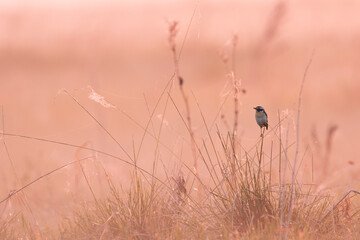 Paapje, Whinchat, Saxicola rubetra