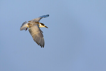 Witwangstern, Whiskered Tern, Chlidonias hybrida hybrida