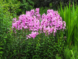 Obraz premium A clump of bright pink Phlox carolina Magnificence flowering amongst green vegetation in a garden