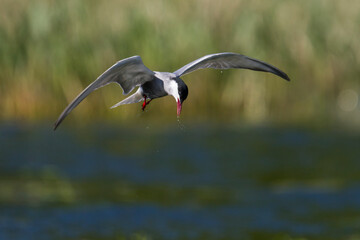 Witwangstern, Whiskered Tern, Chlidonias hybrida