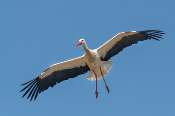 Fototapeta na wymiar Ooievaar, White Stork, Ciconia ciconia