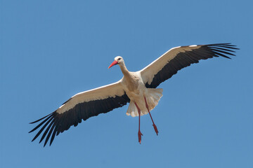Ooievaar, White Stork, Ciconia ciconia