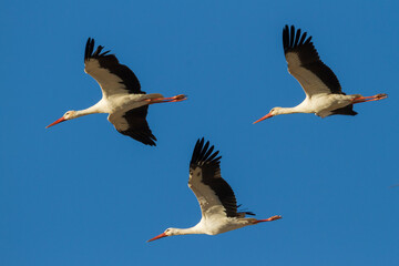 Ooievaar, White Stork, Ciconia ciconia