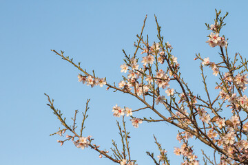 Almond tree blossom