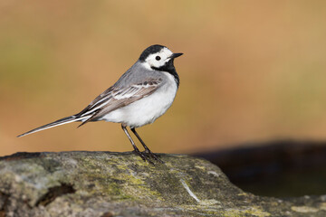 Witte kwikstaart, White Wagtail, Motacilla alba alba