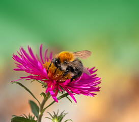 Bee collecting nectar at a pink aster blossom