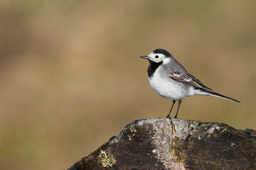 Witte kwikstaart, White Wagtail, Motacilla alba alba