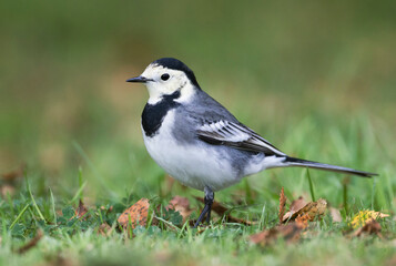 White Wagtail, Witte Kwikstaart, Motacilla alba ssp. alba