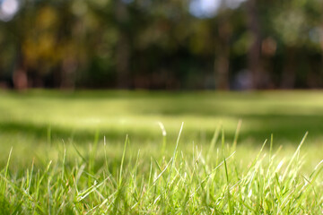 Soft green grass on green lawn blurred for bqckground