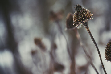 buds of a willow