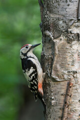 Witrugspecht, White-backed Woodpecker, Dendrocopos leucotos