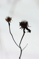 two dried flowers on a stalk in the snow