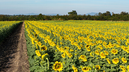 Beautiful yellow sunflower in the field against the blue sky with white clouds
