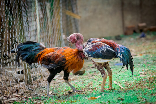 Photo of two chickens fighting each other