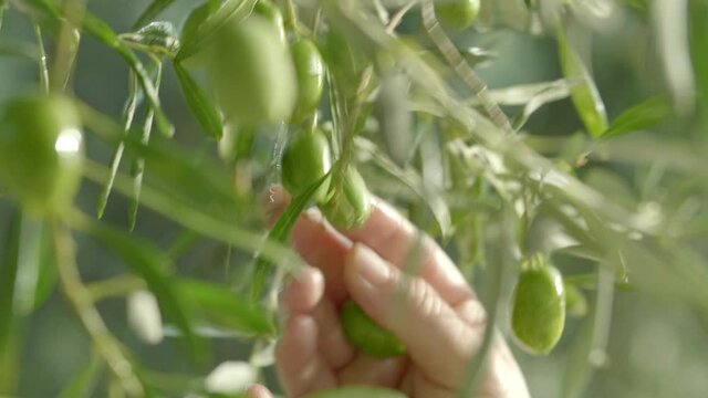 Green olives on the branch of the olive tree. Picking olives. Slow motion video.