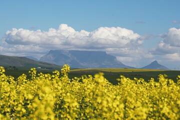 Fototapeta premium Scenic View Of Oilseed Rape Field Against Sky
