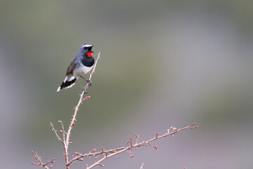 Zwartborstnachtegaal, White-tailed Rubythroat, Luscinia pectoralis ballioni