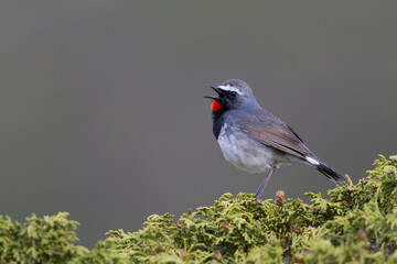 Zwartborstnachtegaal, White-tailed Rubythroat, Luscinia pectoralis ballioni