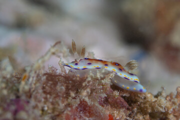 Naklejka na ściany i meble Colorful nudibranch sea slug on coral reef