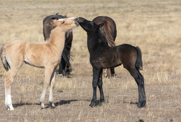 Naklejka na ściany i meble Wild Horse Foals in Spring in the Utah Desert