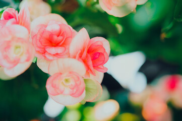 Red and pink begonia flowers texture full blooming in flower garden for background and wallpaper