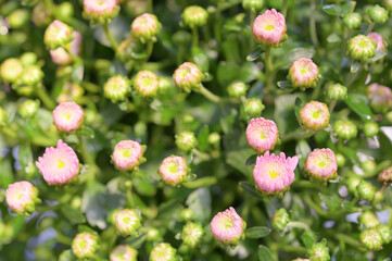 A glade of pink flowers in the forest. Pyrola rotundifolia. beautiful background.