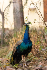 Indian Peafowl (Pavo cristatus) in the natural habitat of forest. Portrait or closeup of peacock.