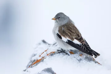 Foto auf Leinwand Sneeuwvink, White-winged Snowfinch, Montifringilla nivalis nivalis, © AGAMI