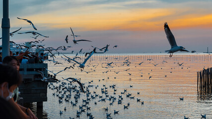 Migratory seagulls flock to the Bang Pu Seaside, Thailand during November and April..