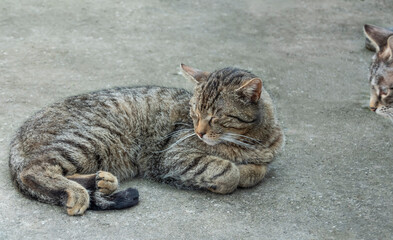 Cute cat with striped fur sleeping in the courtyard on the floor and another cat watch to it