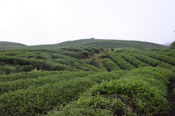 A landscape photo taken in Vietnam