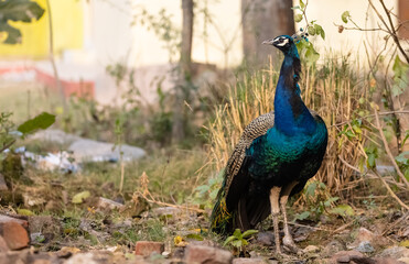 Obraz premium Indian Peafowl (Pavo cristatus) in the natural habitat of forest. Portrait or closeup of peacock.