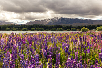 Fototapeta premium Lupins flowering near Lake Pukaki, Aoraki/Mt Cook, New Zealand