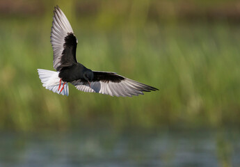 Witvleugelstern; White-winged Tern; Chlydonia leucopterus