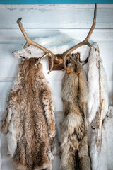 Fototapeta premium Still life of wolf skins hanging on a coat rack
