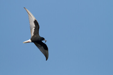 Witvleugelstern; White-winged Tern; Chlydonia leucopterus