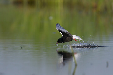 Witvleugelstern; White-winged Tern; Chlydonia leucopterus