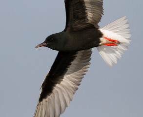 White-winged Tern, Witvleugelstern, Chlidonias leucopterus