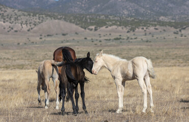 Fototapeta na wymiar Wild Horse Foals in Spring in the Utah Desert